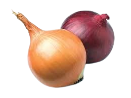 بصل